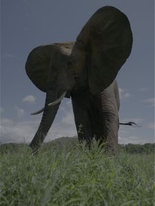 Murera the elephant flapping her ears. (Big Wave Productions)