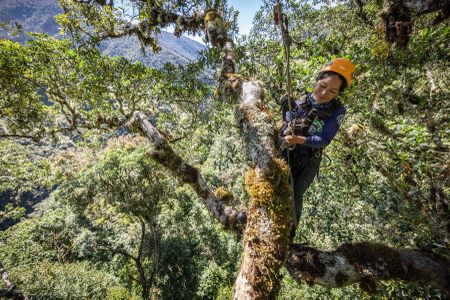 National Geographic Explorer Ruthmery Pillco Huarcaya installs a camera trap high in a tree to study Andean bear behavior. (National Geographic/Pablo Durana)