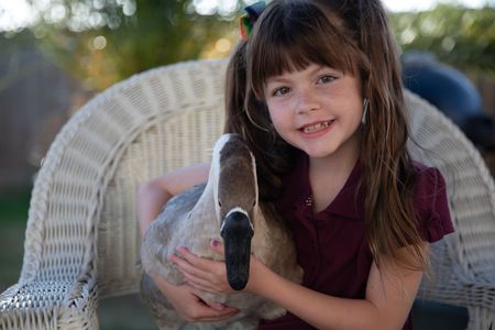 A goose being hugged by a child. (Big Wave Productions)