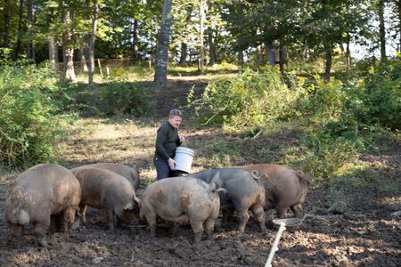 NC - Gordon Ramsay is surrounded by North Carolina hogs in the Great Smoky Mountains. (Credit: National Geographic/Justin Mandel)