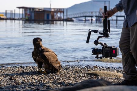 A juvenile male bald eagle is filmed while it sits on the shoreline. (National Geographic for Disney/Maia Sherwood-Rogers)