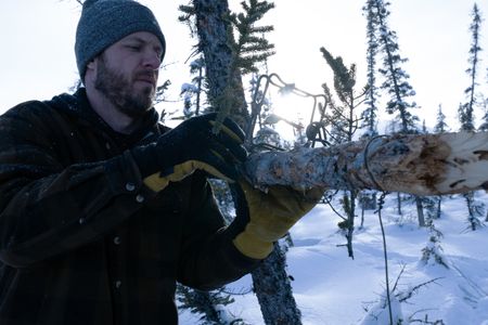 Johnny Rolfe sets a conibear set on a tree limb. (BBC Studios Reality Productions, LLC/Tyler Colgan)