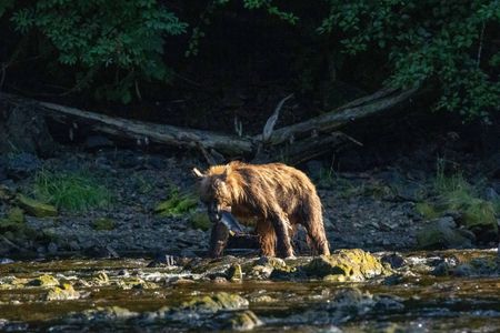 A brown bear catches a salmon. (National Geographic for Disney/Rory Dormer)