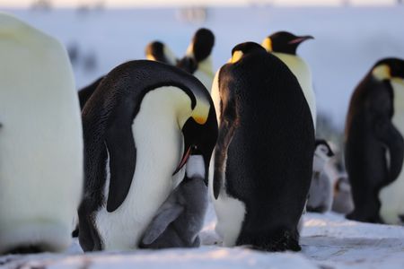 An Emperor penguin feeding an older chick.  (credit: National Geographic/Alex Ponniah)