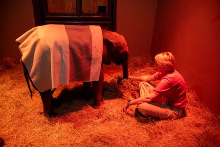 Adine Roode and elephant orphan Phabeni in the night enclosure. (National Geographic/Cherique Pohl)