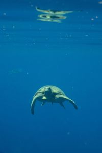 A green turtle floats under the surface. (National Geographic for Disney/Paul Satchell)