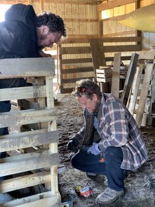 Charles Pol and Ben Reinhold set up a wall of wood pallets for the lambing pen at the Pol family's farm. (National Geographic)