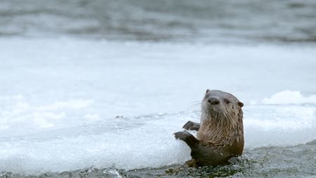 An Otter perched on the edge of some ice.  (National Geographic)