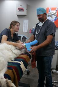 Vet tech Laurel Driver assists Dr. Ben Schroeder to wrap up and immobilize Pearl the dog's leg. (National Geographic)