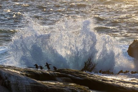 A small group of Southern rockhopper penguins face the waves as they return to sea to forage for food. (National Geographic for Disney/Robin Hoskyns)