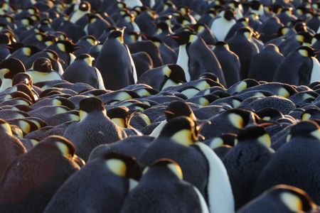 Emperor Penguins huddling in the golden light.  (credit: National Geographic/Alex Ponniah)