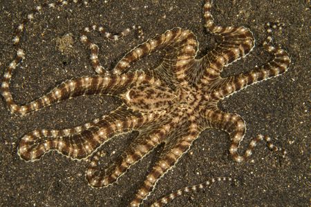 A Mimic octopus (Thaumoctopus mimicus), with striped skin patterning, stretches out all eight arms across black volcanic sand.  (National Geographic for Disney/Craig Parry)