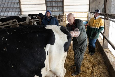 Dr. Pol digs deep to figure out what is wrong with one of Kevin McConnell's cows. (National Geographic/Mike Stankevich)