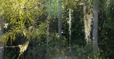 In the Everglades, Spanish moss, a bromeliad that hangs from trees, survives by trapping moisture and nutrients from the air and can endure dry periods by going dormant. (credit: National Geographic/Mat Goodman)