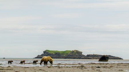 A brown bear sow and her three cubs crossing to Ninagiak Island. (credit: National Geographic/John Shier)