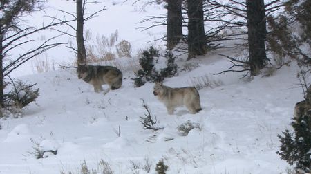 Two wolves in the snow-covered woods of  Yellowstone National Park. (Landis Wildlife Films/Bob Landis)