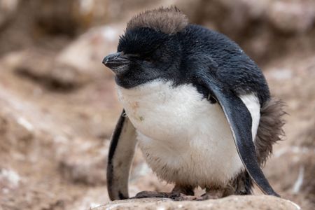 A Southern rockhopper penguin chick grumpily waits for his parents to return from sea to feed him. (National Geographic for Disney/Robin Hoskyns)