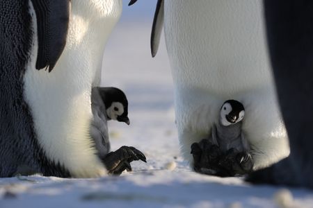 Two chicks face to face, still between their parents' legs.  (credit: National Geographic/Alex Ponniah)