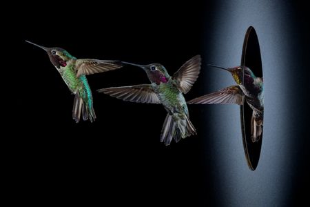 In dense vegetation, hummingbirds must dodge and weave around branches and vines. Marc Badger of UC Berkeley elicits such acrobatics in the lab by having birds fly through small apertures, a situation the photographer recreated here.  (credit: Anand Varma)