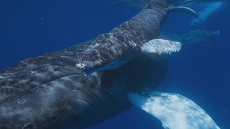 A humpback whale and her calf leaving the warm, shallow waters of their nursing grounds. (National Geographic)