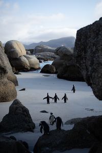 A small group of African penguins walk along the beach in amongst enormous boulders towards the sea.  (credit: National Geographic/Rob Slater)