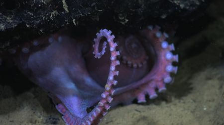 Dorado Octopus arm reaching out from under rocks. (mandatory photo credit: Schmidt Ocean Institute)