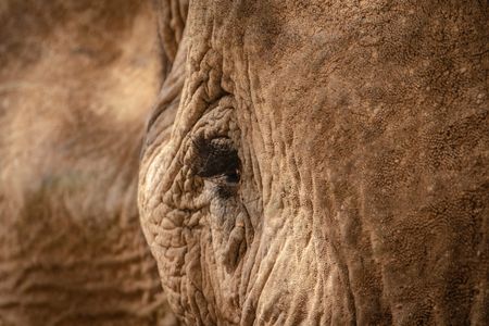Desert elephants have long eyelashes to help protect from sand. (National Geographic for Disney/Robbie Labanowski)