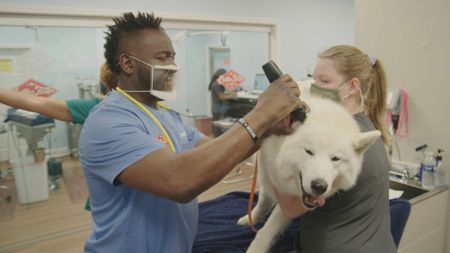 Dr. Hodges takes a look inside the ear of Koda, the Husky. (National Geographic for Disney)