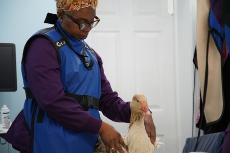 Senior vet tech Andrea gets Scout, the goose, ready for an x-ray. (National Geographic for Disney/Sean Grevencamp)