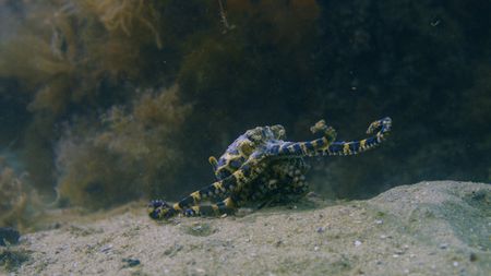 A Blue-ringed octopus (Hapalochlaena maculosa) displays bright blue rings while out of the den, a warning that her venomous bite is deadly. She navigates her world by using her front arms to taste the water for the chemical signatures of potential mates.  (National Geographic)