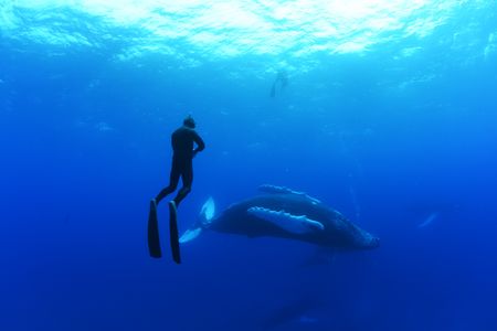 A crew diver swims with a humpback whale. (National Geographic/James Loudon)