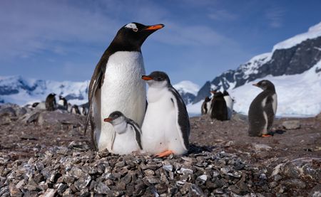 An adult Gentoo penguin standing on its nest with its two young chicks.  (credit: National Geographic/Bertie Gregory)