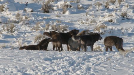 A wolf pack howls together in the snowy Yellowstone National Park. (Landis Wildlife Films/Bob Landis)