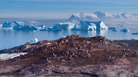 Group of gentoos on land, with sea and icebergs in the background. (credit: National Geographic/Bertie Gregory)