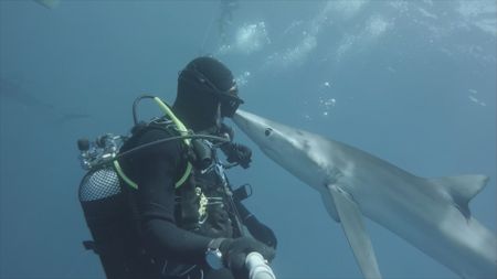 Diver gets kiss from a shark. (National Geographic)