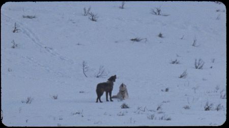 Two of the first wolves filmed by Bob Landis in Yellowstone National Park using a 16mm camera. (Landis Wildlife Films/Bob Landis)