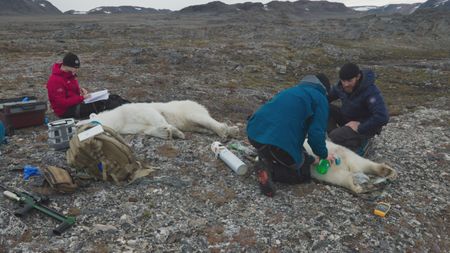 Moving on to check the health status of more polar bears, Jon Aars, Rolf-Arne Ølberg, and Aldo Kane have darted and sedated a mother polar bear and her cub. They begin to take samples and record data, finally fitting a radio collar tag. (National Geographic)