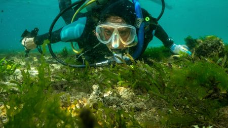 Dr. Crissy Huffard on SCUBA, observes an Algae octopus (Abdopus aculeatus) in her den.  (photo credit: National Geographic/Annabel Robinson)