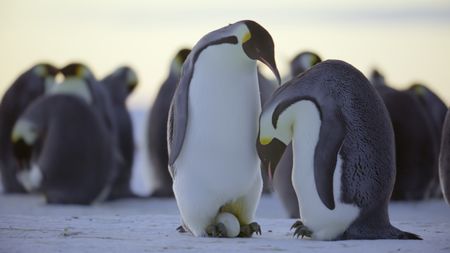 Male and female Emperor penguin prepare for egg transfer. (credit: National Geographic)