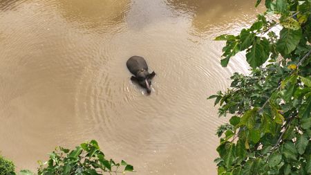 A Pygmy  elephant swims across the Kinabatangan River. (National Geographic for Disney/Cede Prudente)