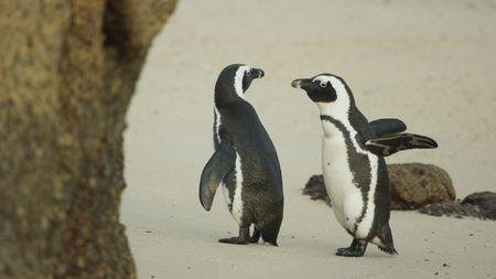 Two African penguins on the beach in South Africa.  (National Geographic)