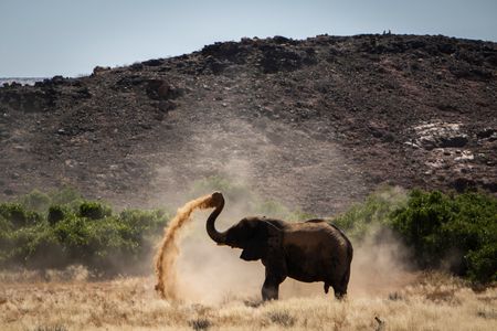 A lone elephant uses its trunk to spray dust onto its skin. (National Geographic for Disney/Robbie Labanowski)