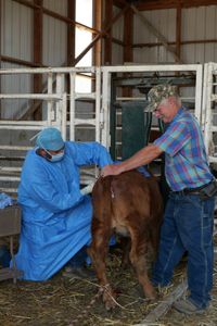 Dr. Ben Schroeder performs a rumenotomy on Gypsy the cow, while Jim Pearson holds her still. (National Geographic)