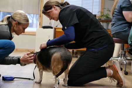 Vet tech Val Sovereign and Dr. Erin Schroeder prepare Lilly the beagle for a surgery to remove a large lump on her hind leg. (National Geographic)