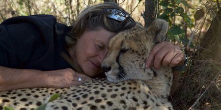 A woman lay next to a cheetah. (Big Wave Productions)