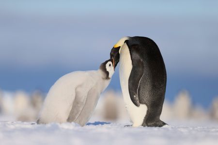 An adult Emperor penguin feeds its chick. (National Geographic/Bertie Gregory)