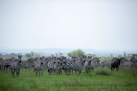 A herd of plains zebra, with one wildebeest in tow, pause for a moment on their annual migration. (National Geographic for Disney/Holly Harrison)