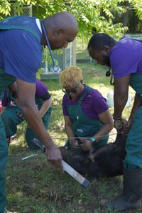 The Critter Fixer team handles Bella, the pig, for Dr. Ferguson to file her hooves. (National Geographic for Disney/Nicholas Reaves)