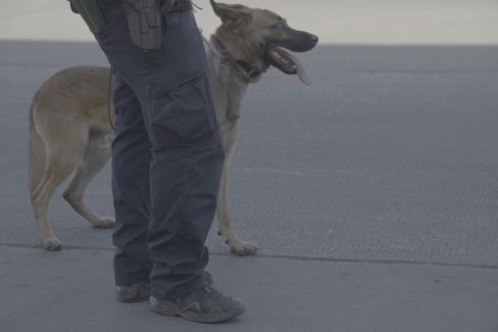 A CBP officer and their K9 patrol the El Paso port of entry for hidden contraband at the El Paso port of entry in El Paso, Texas. (National Geographic)