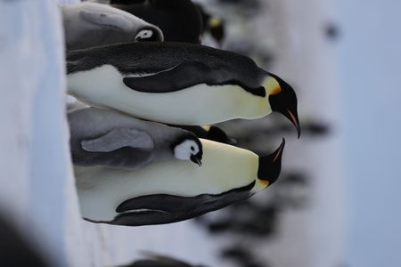 A big Emperor chick between two adults.  (credit: National Geographic/Alex Ponniah)